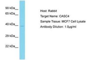 Image no. 1 for anti-Cancer Susceptibility Candidate 4 (CASC4) (AA 163-212) antibody (ABIN6750740)