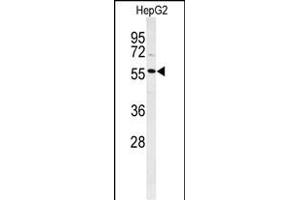 Western blot analysis of POLL Antibody (C-term) (ABIN653896 and ABIN2843139) in HepG2 cell line lysates (35 μg/lane). (POLL antibody  (C-Term))