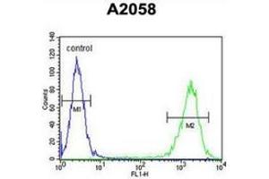 Flow cytometric analysis of A2058 cells (right histogram) compared to a negative control cell (left histogram) using Parathymosin / PTMS  Antibody (C-term), followed by FITC-conjugated goat-anti-rabbit secondary antibodies. (Parathymosin antibody  (C-Term))