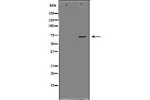 Western blot analysis of extracts of human placenta tissue, using PROS1 antibody.