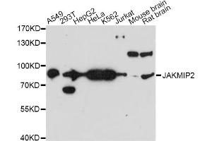 Western blot analysis of extracts of various cell lines, using JAKMIP2 antibody. (JAKMIP2 antibody)
