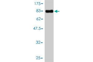 Western Blot detection against Immunogen (81. (HCK antibody  (AA 1-505))