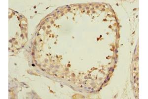 Immunohistochemistry of paraffin-embedded human testis tissue using ABIN7145852 at dilution of 1:100 (KCTD4 antibody  (AA 1-259))