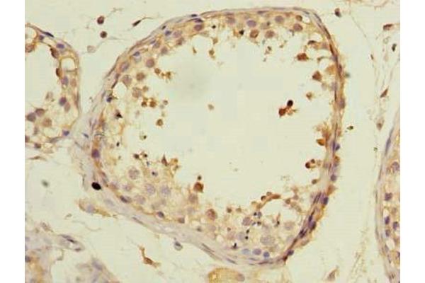KCTD4 antibody  (AA 1-259)