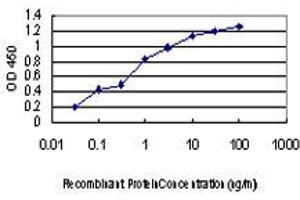 Detection limit for recombinant GST tagged KSR2 is approximately 0. (KSR2 antibody  (AA 411-500))