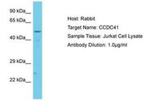 CCDC41 antibody  (AA 515-564)
