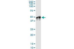 Immunoprecipitation of WNT5B transfected lysate using anti-WNT5B MaxPab rabbit polyclonal antibody and Protein A Magnetic Bead , and immunoblotted with WNT5B purified MaxPab mouse polyclonal antibody (B01P) . (WNT5B antibody  (AA 1-359))