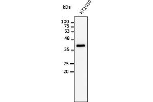 Western Blotting (WB) image for anti-Glyceraldehyde-3-Phosphate Dehydrogenase (GAPDH) (C-Term) antibody (ABIN1440016)