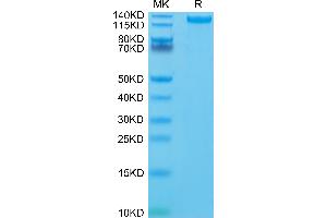 Human CD163 on Tris-Bis PAGE under reduced condition. (CD163 Protein (CD163) (AA 42-1045) (His-Avi Tag))