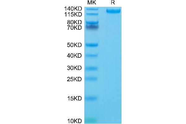 CD163 Protein (CD163) (AA 42-1045) (His-Avi Tag)