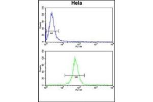 Flow cytometry analysis of Hela cells using KIF11 Antibody (N-term) Cat. (KIF11 antibody  (N-Term))