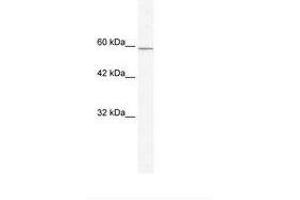 Image no. 1 for anti-Kelch-Like 5 (KLHL5) (AA 87-136) antibody (ABIN203242) (KLHL5 antibody  (AA 87-136))