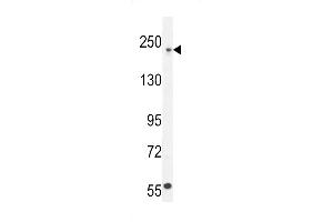 Western blot analysis in U251 cell line lysates (35ug/lane). (COL5A1 antibody  (N-Term))