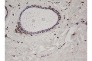 Image no. 1 for anti-Splicing Factor 3a, Subunit 1 (SF3A1) (AA 249-568) antibody (ABIN1491270) (SF3A1 antibody  (AA 249-568))