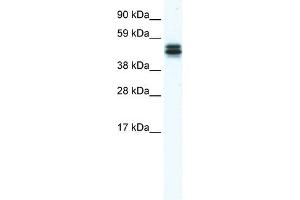 Western Blot showing E130307M08RIK antibody used at a concentration of 1-2 ug/ml to detect its target protein. (MPND antibody  (Middle Region))