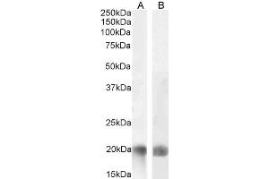 ABIN571046 (0. (TNFSF14 antibody  (Internal Region))