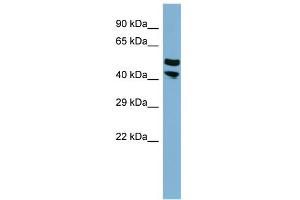 WB Suggested Anti-FLJ14213 Antibody Titration:  0. (FLJ14213 (Middle Region) antibody)