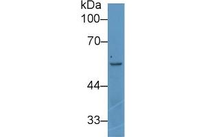 Detection of ANGPT2 in Human K562 cell lysate using Polyclonal Antibody to Angiopoietin 2 (ANGPT2) (Angiopoietin 2 antibody  (AA 352-477))