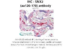 Image no. 1 for anti-Sorting Nexin 2 (SNX2) (AA 120-170) antibody (ABIN1739489) (Sorting Nexin 2 antibody  (AA 120-170))