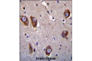 BAI1 antibody immunohistochemistry analysis in formalin fixed and paraffin embedded human brain tissue followed by peroxidase conjugation of the secondary antibody and DAB staining.