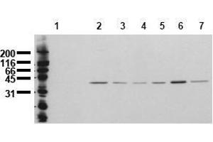 Western Blotting (WB) image for anti-Mitogen-Activated Protein Kinase 14 (MAPK14) (N-Term) antibody (ABIN126884) (MAPK14 antibody  (N-Term))