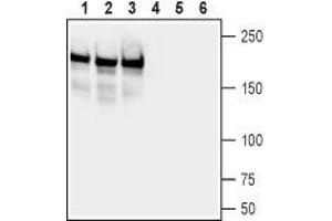 Neurofascin (NFASC) peptide