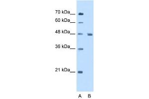 WB Suggested Anti-ENO3 Antibody Titration:  5. (ENO3 antibody  (N-Term))