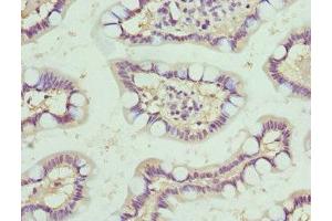 Immunohistochemistry of paraffin-embedded human small intestine tissue using ABIN7161336 at dilution of 1:100 (Neuromedin U antibody  (AA 35-174))