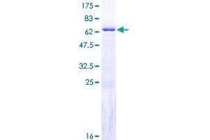 GIMAP6 Protein (AA 1-292) (GST tag)