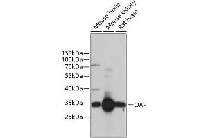 Western blot analysis of extracts of various cell lines, using OAF antibody (ABIN6133284, ABIN6144981, ABIN6144982 and ABIN6217112) at 1:3000 dilution.