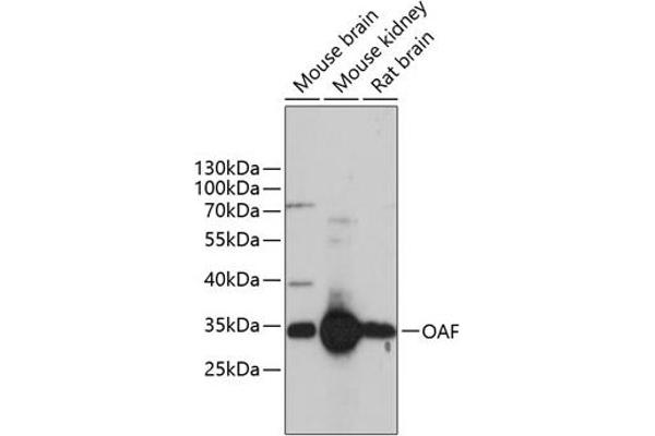 OAF antibody  (AA 28-150)