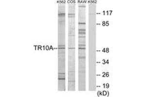 Western blot analysis of extracts from K562 cells/COS7 cells/RAW264. (DR4 antibody  (AA 401-450))