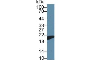 Western Blot; Sample: Mouse Heart lysate; ;Primary Ab: 1µg/ml Rabbit Anti-Mouse CYPB Antibody;Second Ab: 0. (PPIB antibody  (AA 34-216))