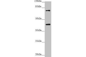 Western blot All lanes: RACGAP1 antibody at 2. (RACGAP1 antibody  (AA 353-632))