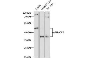 Western blot analysis of extracts of various cell lines, using ELMOD3 antibody (ABIN7266922) at 1:1000 dilution. (ELMOD3 antibody  (AA 290-381))