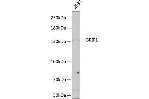 Western blot analysis of extracts of 293T cells, using GRIP1 Antibody (ABIN6127965, ABIN6141410, ABIN6141411 and ABIN6221419) at 1:1000 dilution. (GRIP1 antibody  (AA 1-190))