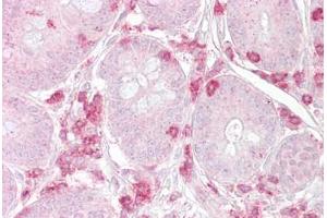 Anti-METAP2 antibody IHC staining of human small intestine. (METAP2 antibody  (AA 95-144))