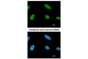 ICC/IF Image Immunofluorescence analysis of paraformaldehyde-fixed HeLa, using NPAS2, antibody at 1:200 dilution. (NPAS2 antibody  (C-Term))