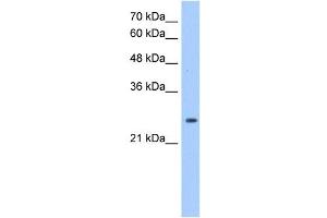 PRDX6 antibody used at 1. (Peroxiredoxin 6 antibody  (Middle Region))
