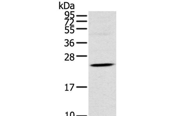 TSPAN13 antibody