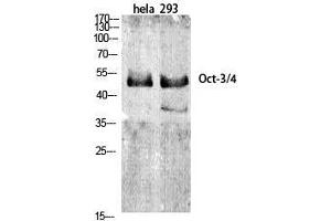 Western Blot (WB) analysis of specific cells using Oct-3/4 Polyclonal Antibody. (OCT4 antibody  (Internal Region))