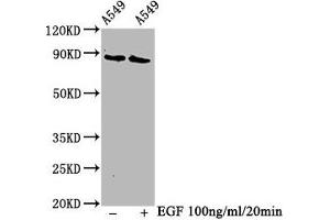 Western Blot Positive WB detected in A549 whole cell lysate(treated with EGF or not) All lanes Phospho-BRAF antibody at 1. (Recombinant BRAF antibody  (pThr401))