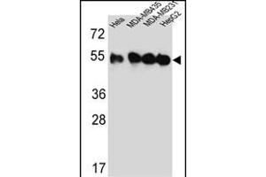 Western blot analysis of TUBB2C Antibody (Center) (ABIN651319 and ABIN2840186) in Hela,MDA-M,MDA-M,HepG2 cell line lysates (35 μg/lane). (TUBB2C antibody  (AA 99-125))