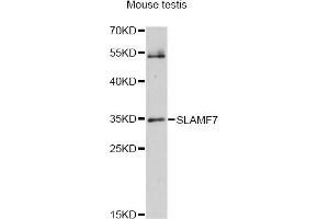 Western blot analysis of extracts of mouse testis, using SLAMF7 antibody (ABIN6292550) at 1:1000 dilution. (SLAMF7 antibody)