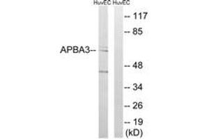 Western blot analysis of extracts from HuvEc cells, using APBA3 Antibody. (APBA3 antibody  (AA 361-410))