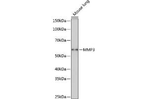 Western blot analysis of extracts of Mouse lung, using MMP3 Rabbit mAb (ABIN7268424) at 1:1000 dilution. (MMP3 antibody)
