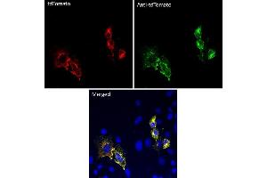 Immunofluorescence (IF) image for anti-tdTomato Fluorescent Protein (tdTomato) antibody (ABIN7273105) (tdTomato antibody)