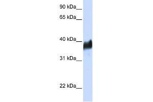 WB Suggested Anti-CLN8 Antibody Titration:  0. (CLN8 antibody  (N-Term))