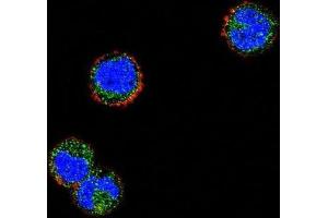 Immunofluorescence (IF) image for anti-Killer Cell Lectin-Like Receptor Subfamily C, Member 1 (KLRC1) antibody (ABIN2996826) (KLRC1 antibody)