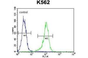 Flow cytometric analysis of K562 cells using LIPC / Hepatic lipase (Center) Cat. (LIPC antibody  (Middle Region))